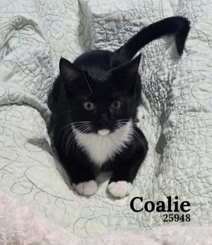 Coalie is a sweet and shy little tuxedo kitten with a curious playful heart She may take a little 