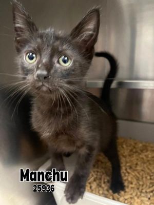Primary Color Black Weight 23lbs Age 0yrs 0mths 8wks Animal has been Neutered