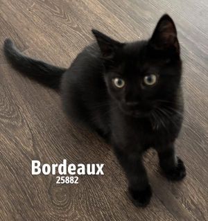 Bordeaux is a handsome little guy from the delightful Sees Candy Litter With his sleek black coat 