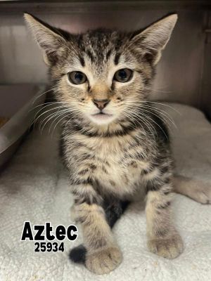 Primary Color Brown Tabby Weight 2lbs Age 0yrs 0mths 8wks Animal has been Neutered