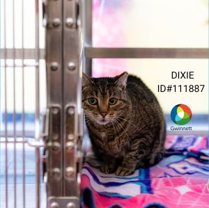 Pen 62/63d Dixie Domestic Short Hair Cat