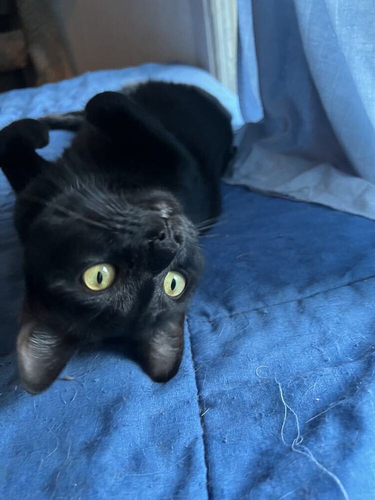 Espresso - Adopt or Foster to Adopt