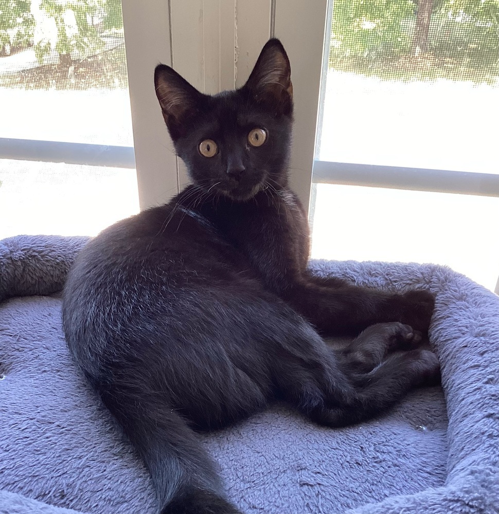 Espresso - Adopt or Foster to Adopt