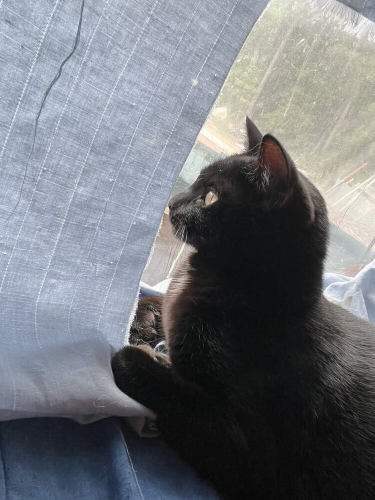 Espresso - Adopt or Foster to Adopt