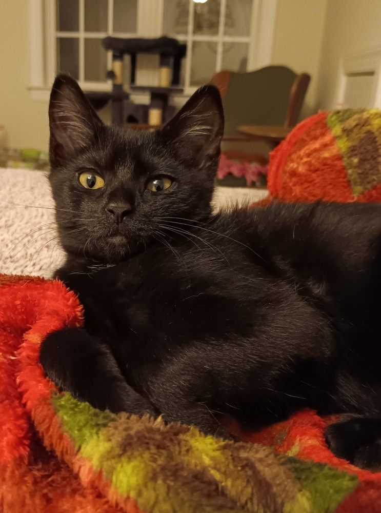 Espresso - Adopt or Foster to Adopt