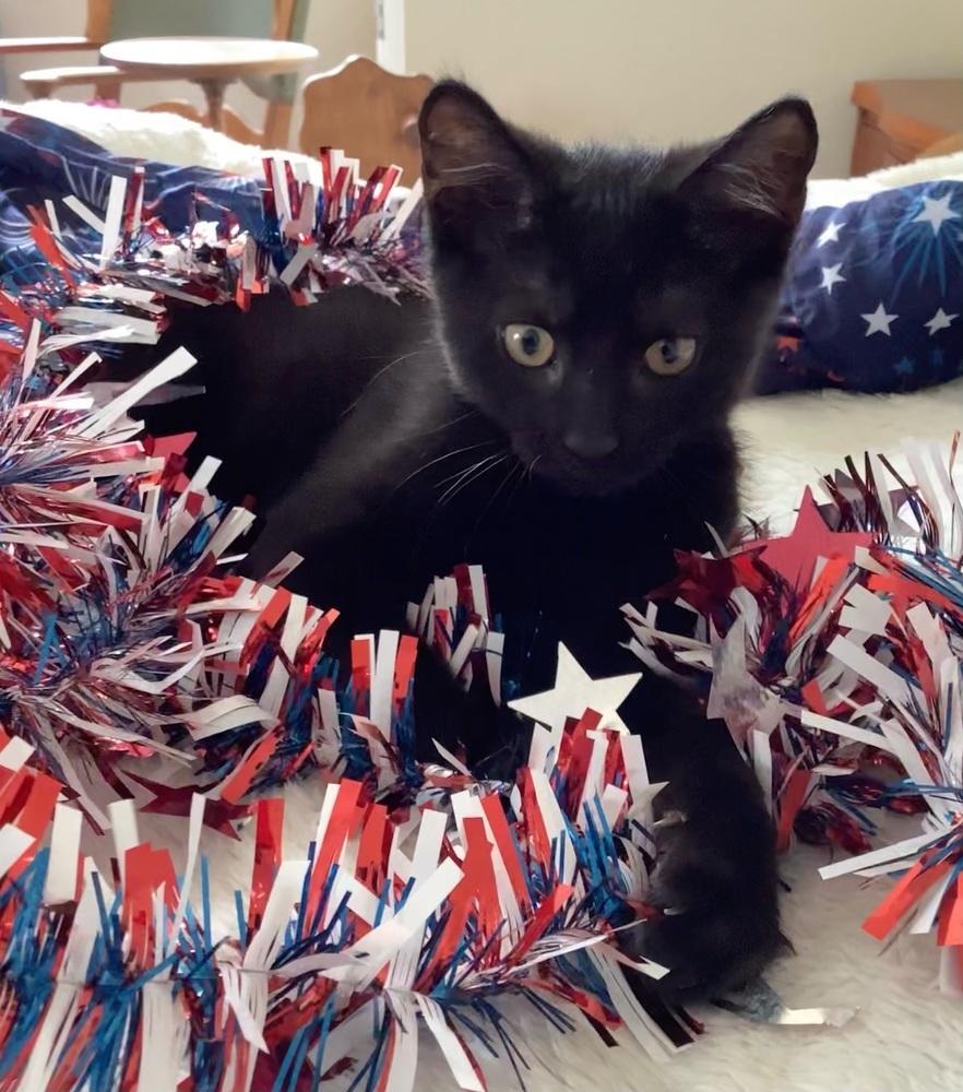 Espresso - Adopt or Foster to Adopt