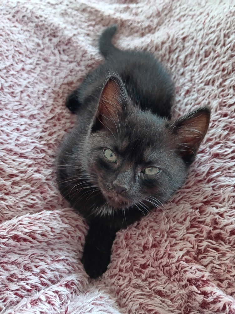 Espresso - Adopt or Foster to Adopt