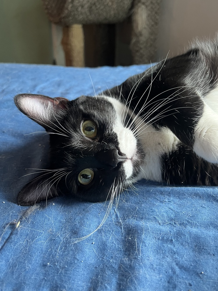 Cappuccino - Adopt or Foster to Adopt