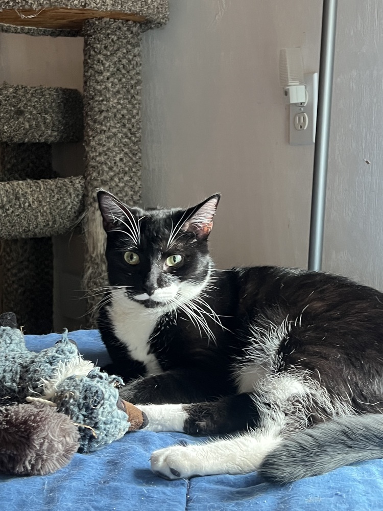 Cappuccino - Adopt or Foster to Adopt