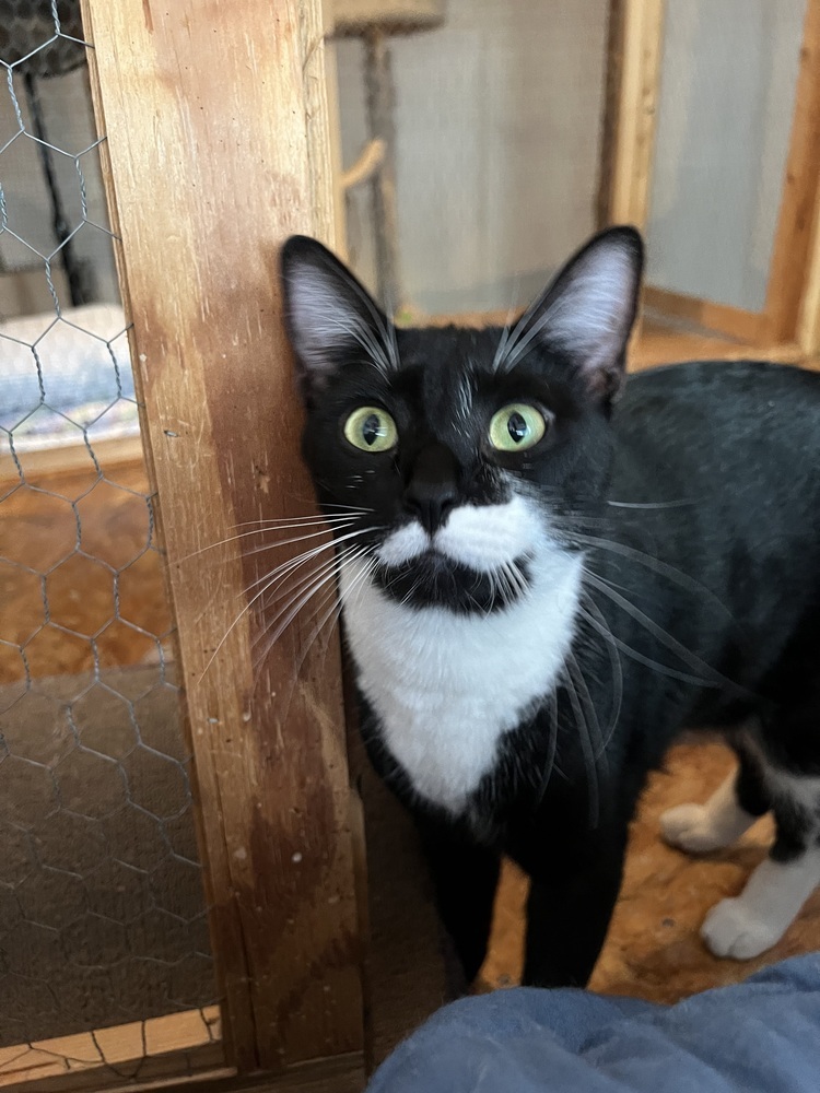 Cappuccino - Adopt or Foster to Adopt