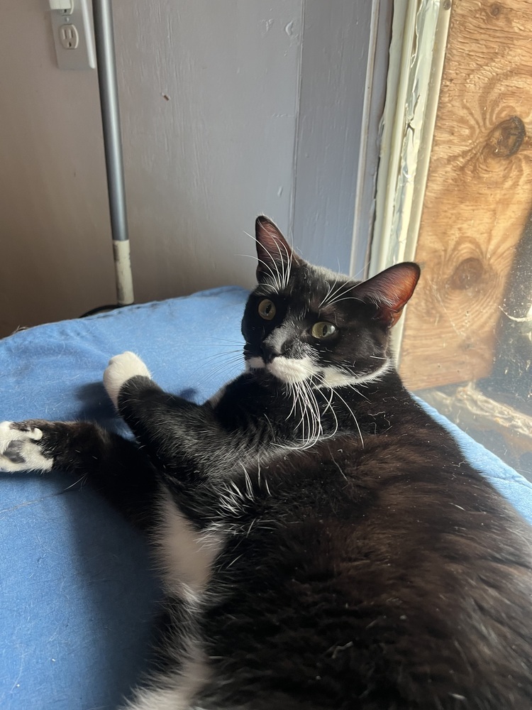 Cappuccino - Adopt or Foster to Adopt