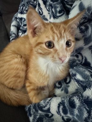 Max, Baby Male Domestic Short Hair