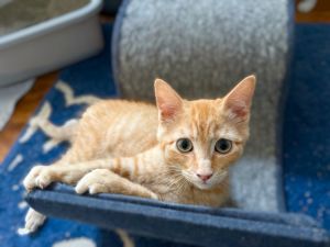 Mongo the Mighty, Baby Male Domestic Short Hair