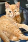 Mongo the Mighty photo 3