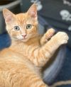 Mongo the Mighty photo 5