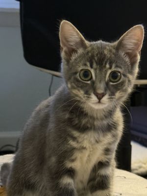 Mordecai the Gentle, Baby Male Domestic Short Hair