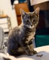 Mordecai the Gentle photo 2