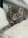 Mordecai the Gentle photo 3