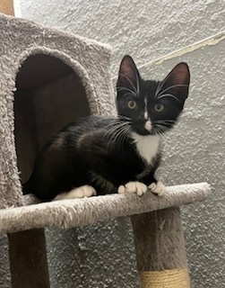 Ducky, Baby Female Domestic Short Hair