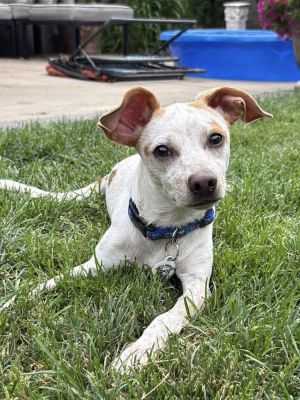 Zed, Baby Male Terrier