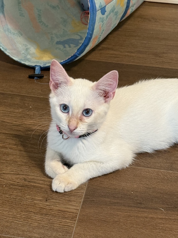 Mieko