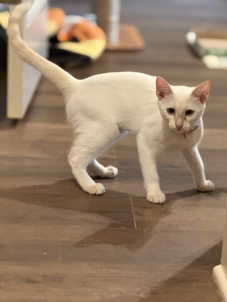 Mieko