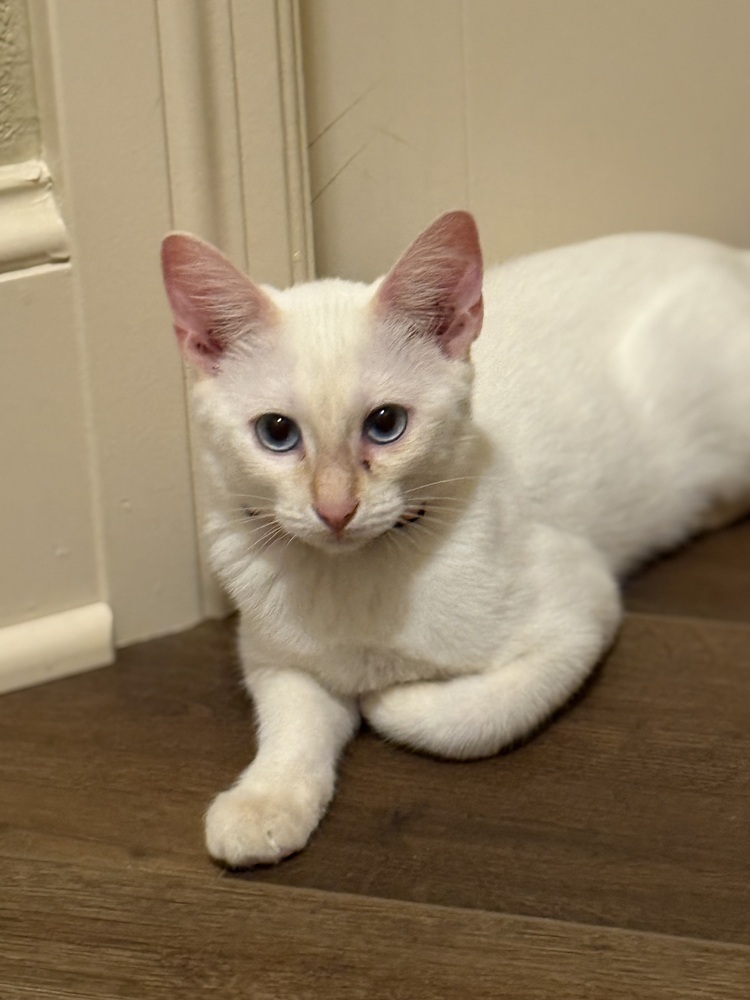 Mieko