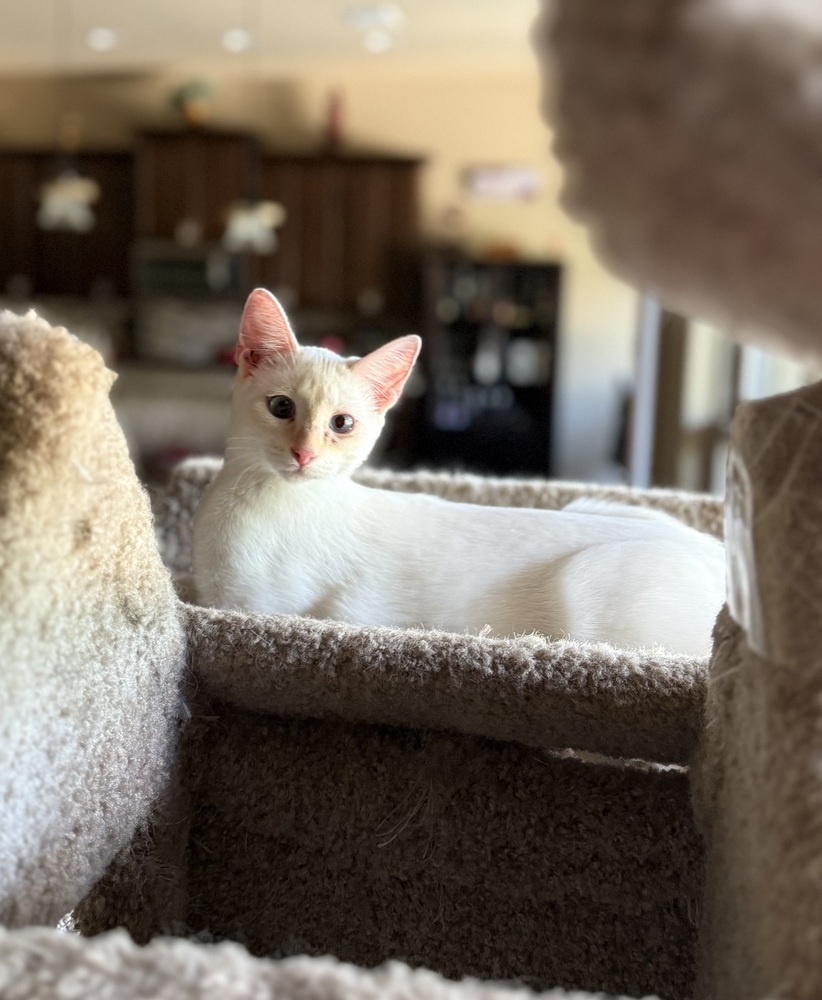 Mieko