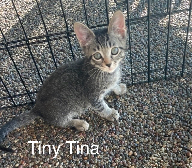 Tiny Tina, an adoptable Domestic Short Hair in Bend, OR, 97701 | Photo Image 1