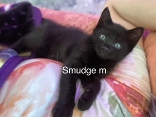 smudge, an adoptable Domestic Short Hair in Bend, OR, 97701 | Photo Image 1