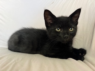 onyx, an adoptable Domestic Short Hair in Bend, OR, 97701 | Photo Image 1