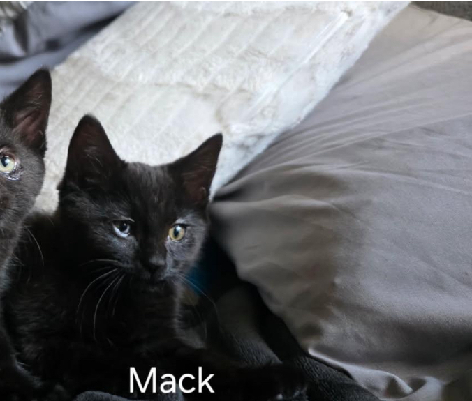 Mack, an adoptable Domestic Short Hair in Bend, OR, 97701 | Photo Image 2