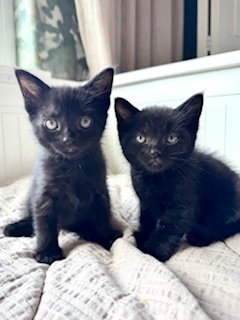 coal, Adult Male Domestic Short Hair