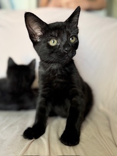coal, an adoptable Domestic Short Hair in Bend, OR, 97701 | Photo Image 2