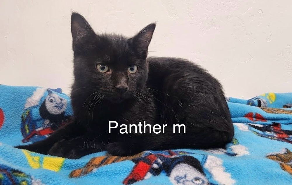 Panther, an adoptable Domestic Short Hair in Bend, OR, 97701 | Photo Image 1