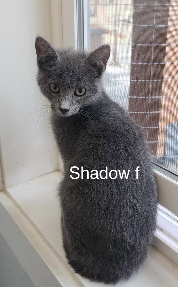 Shadow, an adoptable Domestic Short Hair in Bend, OR, 97701 | Photo Image 1