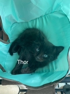 Thor, Baby Male Domestic Short Hair