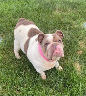 Luna Claire, Adult Female American Bulldog