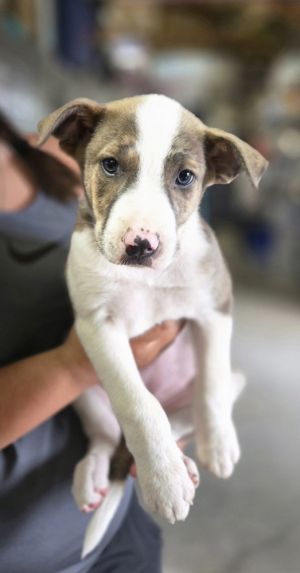 RK Kenzie, Baby Female Anatolian Shepherd