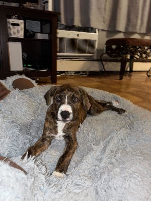 Twix Mixed Breed Dog