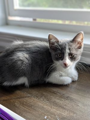 Princess Peach CB26, Baby Female Domestic Short Hair