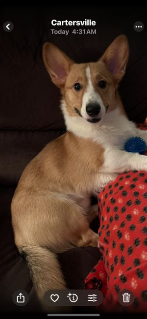 Charlie, Young Male Cardigan Welsh Corgi
