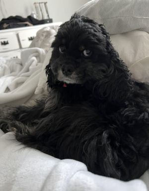 Liz, Adult Female Cocker Spaniel
