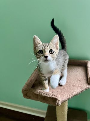 Eli, Baby Male Domestic Short Hair