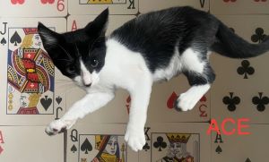 Ace 2234, Baby Male Domestic Short Hair