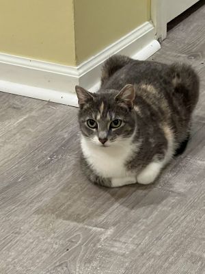 Sweetheart, Adult Female Domestic Short Hair