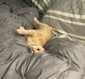 Queen Anne, Adult Female Domestic Short Hair