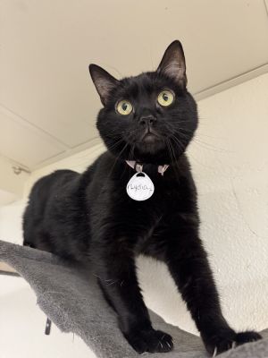 Lydia 3, Adult Female Domestic Short Hair