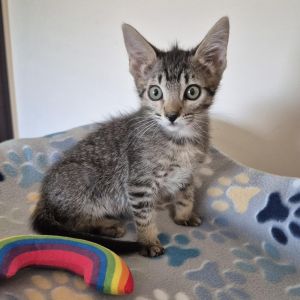 Genesis, Baby Male Domestic Short Hair