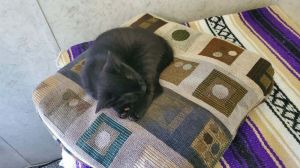 Sprite, Baby Male Domestic Short Hair